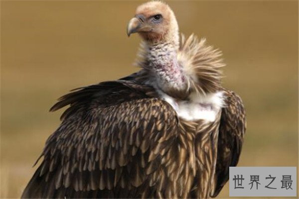 世界十大最丑动物 精灵鲨想变异了似的，第四丑到有点恐怖