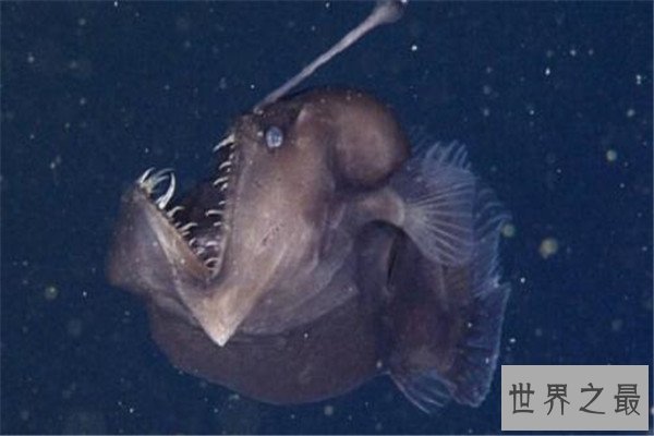 世界十大最丑动物 精灵鲨想变异了似的，第四丑到有点恐怖