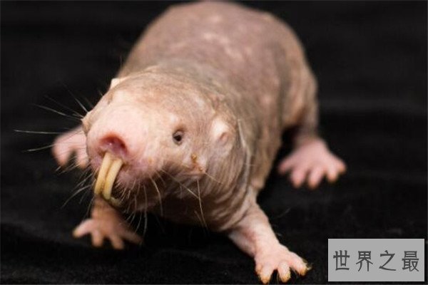 世界十大最丑动物 精灵鲨想变异了似的，第四丑到有点恐怖