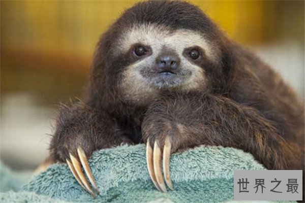 世界十大最丑动物 精灵鲨想变异了似的，第四丑到有点恐怖