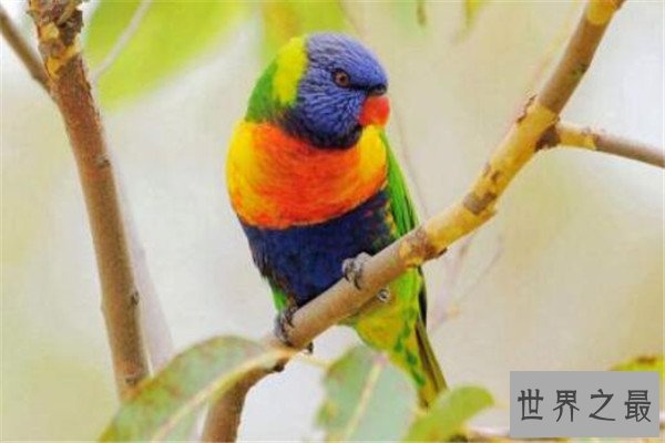 世界十大最丑动物 精灵鲨想变异了似的，第四丑到有点恐怖