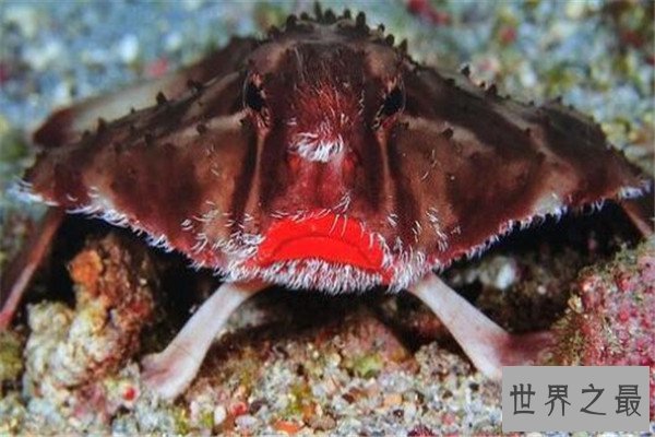 世界十大最丑动物 精灵鲨想变异了似的，第四丑到有点恐怖