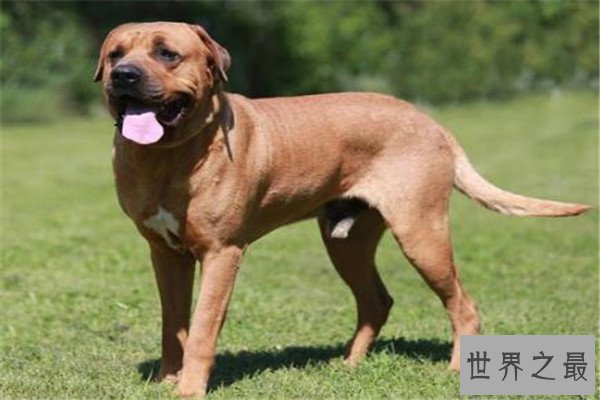 世界最凶的狗十大排行榜 加纳利犬每年致死率全球居前列