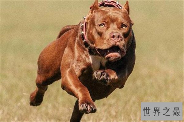 世界最凶的狗十大排行榜 加纳利犬每年致死率全球居前列