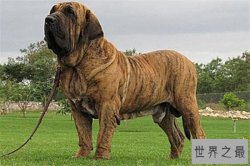 世界最凶的狗十大排行榜 加纳利犬每年致死率全球居前列