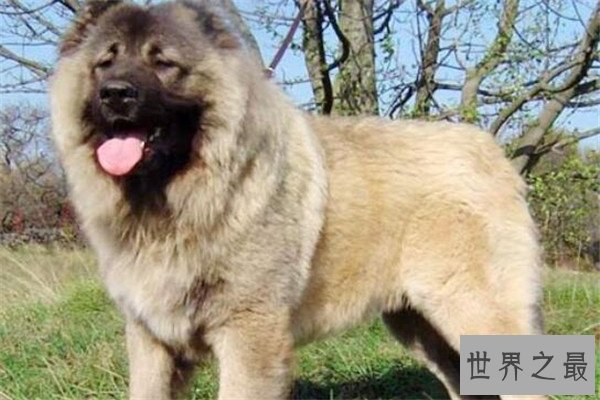 世界最凶的狗十大排行榜 加纳利犬每年致死率全球居前列