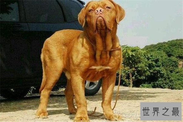 世界最凶的狗十大排行榜 加纳利犬每年致死率全球居前列