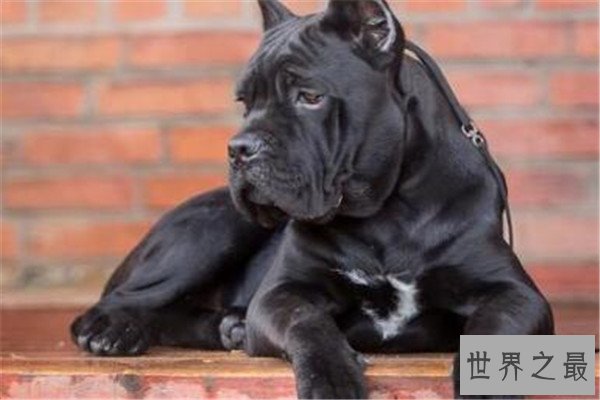 世界最凶的狗十大排行榜 加纳利犬每年致死率全球居前列