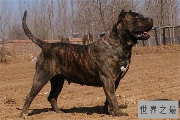 世界最凶的狗十大排行榜 加纳利犬每年致死率全球居前列