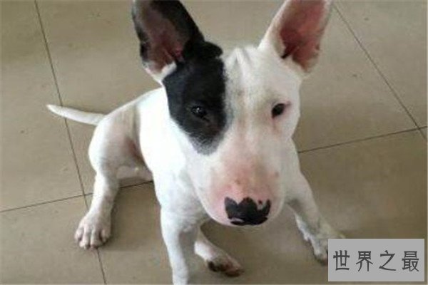 世界最凶的狗十大排行榜 加纳利犬每年致死率全球居前列