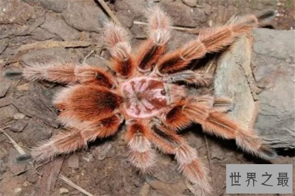 世界十大蜘蛛 六眼沙蛛上榜，智利红玫瑰很适合家养