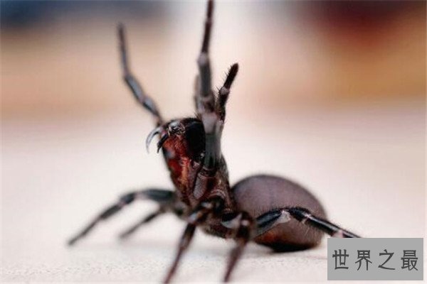 世界十大蜘蛛 六眼沙蛛上榜，智利红玫瑰很适合家养