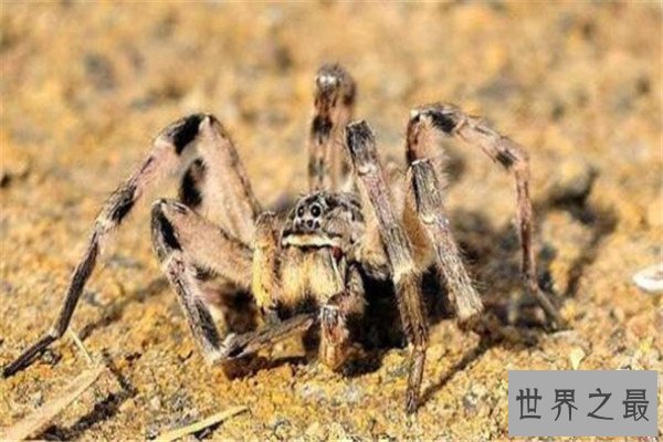 世界十大蜘蛛 六眼沙蛛上榜，智利红玫瑰很适合家养