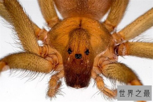 世界十大蜘蛛 六眼沙蛛上榜，智利红玫瑰很适合家养