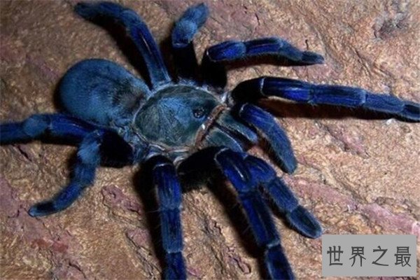 世界十大蜘蛛 六眼沙蛛上榜，智利红玫瑰很适合家养