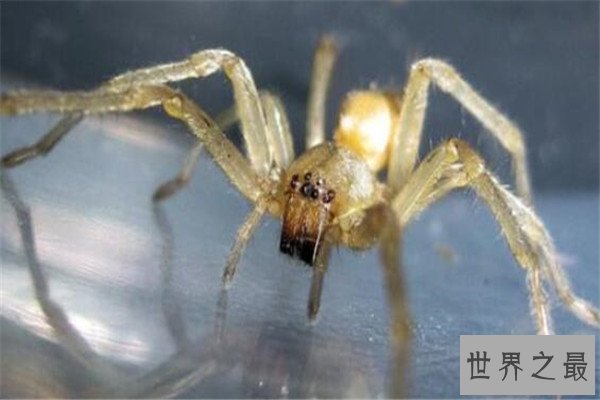 世界十大蜘蛛 六眼沙蛛上榜，智利红玫瑰很适合家养