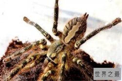 世界十大蜘蛛 六眼沙蛛上榜，智利红玫瑰很适合家养