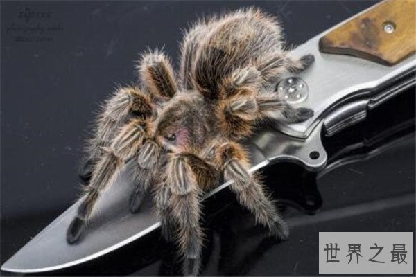 世界十大蜘蛛 六眼沙蛛上榜，智利红玫瑰很适合家养