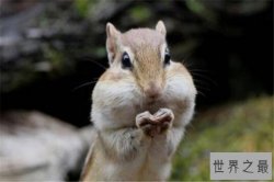 世界十大可爱生物 小熊猫上榜，海獭眼睛小到像没睡醒