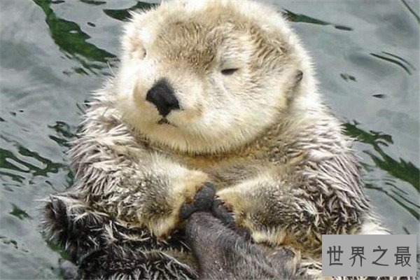 世界十大可爱生物 小熊猫上榜，海獭眼睛小到像没睡醒