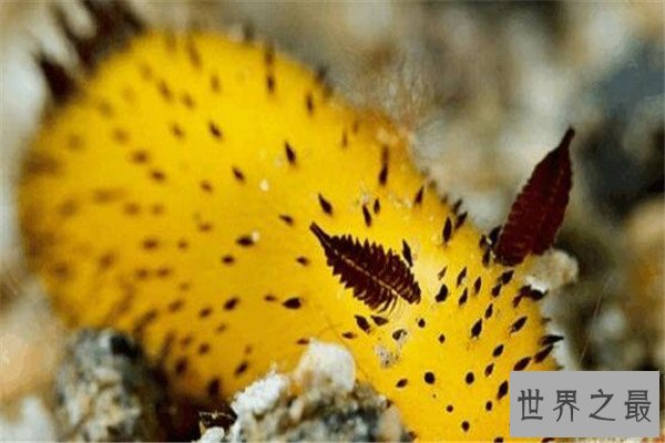 世界十大可爱生物 小熊猫上榜，海獭眼睛小到像没睡醒