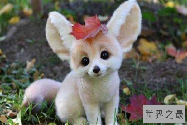 世界十大可爱生物 小熊猫上榜，海獭眼睛小到像没睡醒