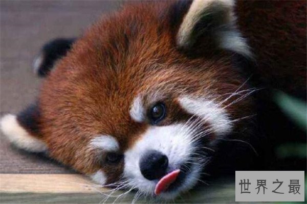 世界十大可爱生物 小熊猫上榜，海獭眼睛小到像没睡醒