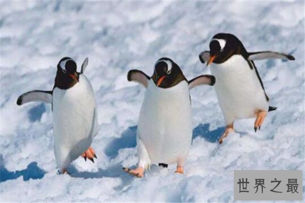 世界十大可爱生物 小熊猫上榜，海獭眼睛小到像没睡醒