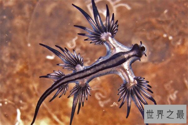 世界十大可爱生物 小熊猫上榜，海獭眼睛小到像没睡醒