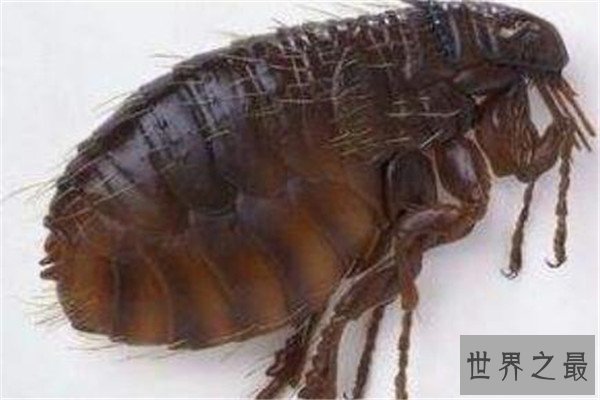 世界十大最强昆虫 蝗虫上榜，第三能自己转化电能