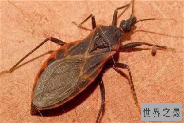 世界十大最强昆虫 蝗虫上榜，第三能自己转化电能