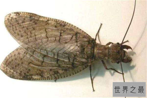 世界十大最强昆虫 蝗虫上榜，第三能自己转化电能