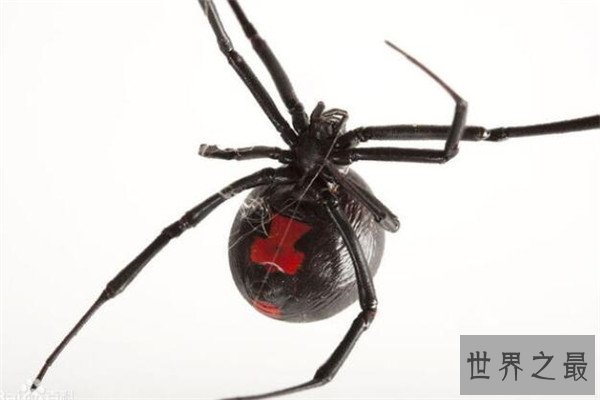 世界十大最强昆虫 蝗虫上榜，第三能自己转化电能