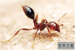 世界十大最强昆虫 蝗虫上榜，第三能自己转化电能