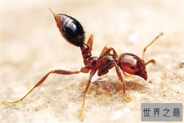 世界十大最强昆虫 蝗虫上榜，第三能自己转化电能