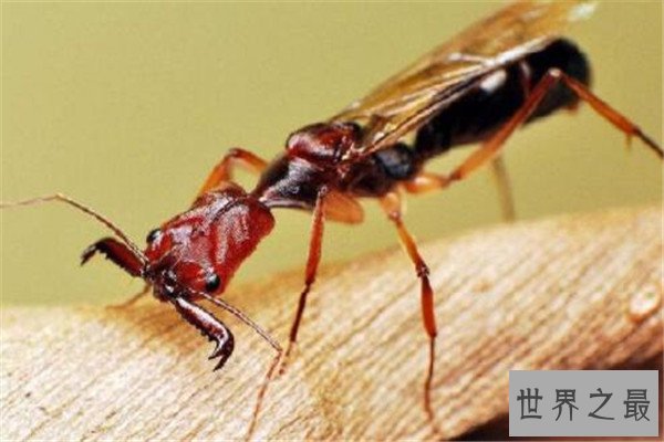 世界十大最强昆虫 蝗虫上榜，第三能自己转化电能