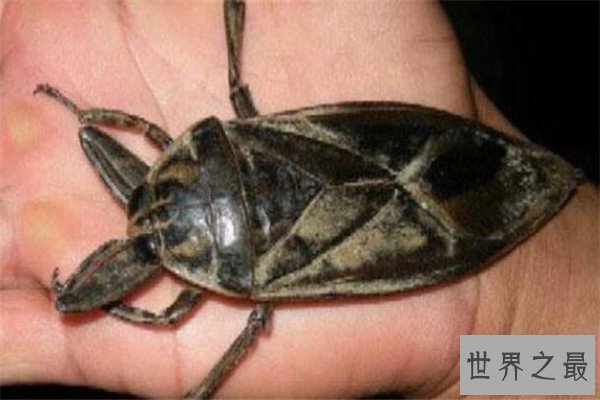世界十大最强昆虫 蝗虫上榜，第三能自己转化电能