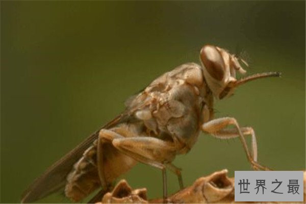 世界十大最强昆虫 蝗虫上榜，第三能自己转化电能