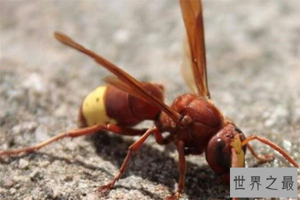 世界十大最强昆虫 蝗虫上榜，第三能自己转化电能