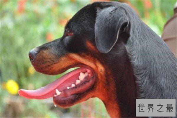 世界十大最凶悍猛犬 西藏獒犬上榜，比特犬异常凶猛