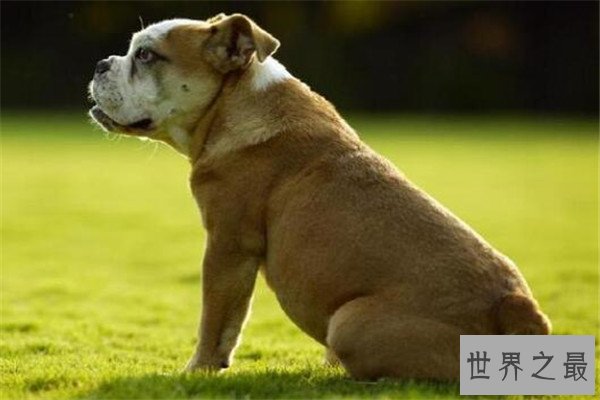 世界十大最凶悍猛犬 西藏獒犬上榜，比特犬异常凶猛