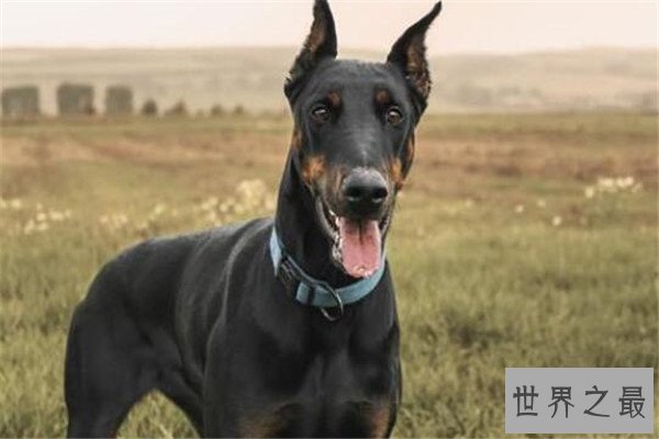 世界十大最凶悍猛犬 西藏獒犬上榜，比特犬异常凶猛