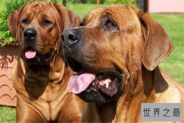 世界十大最凶悍猛犬 西藏獒犬上榜，比特犬异常凶猛