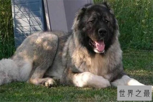 世界十大最凶悍猛犬 西藏獒犬上榜，比特犬异常凶猛