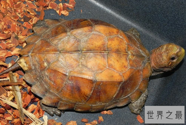 世界十大最凶猛的乌龟 棱皮海龟排第一，体重达900公斤