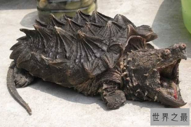 世界十大最凶猛的乌龟 棱皮海龟排第一，体重达900公斤