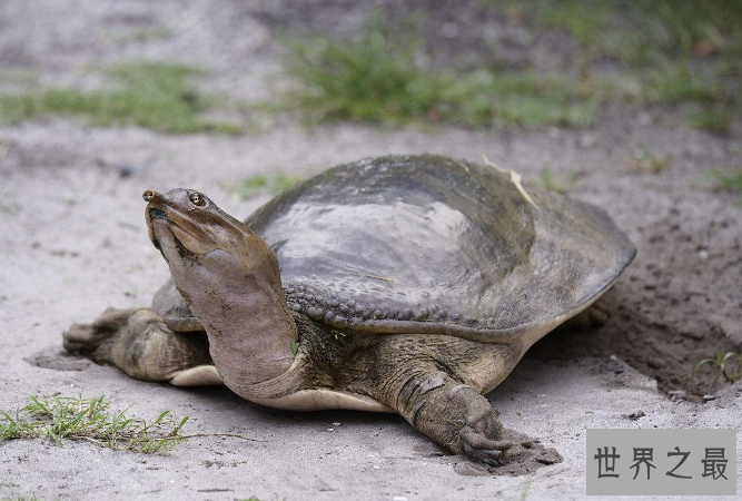 世界十大最凶猛的乌龟 棱皮海龟排第一，体重达900公斤