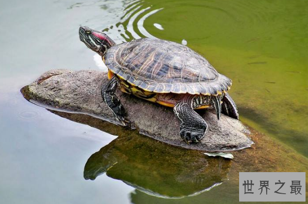 世界十大最凶猛的乌龟 棱皮海龟排第一，体重达900公斤