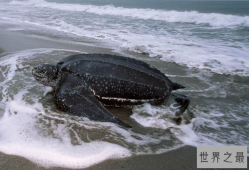世界十大最凶猛的乌龟 棱皮海龟排第一，体重达900公斤