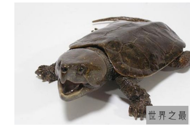 世界十大最凶猛的乌龟 棱皮海龟排第一，体重达900公斤
